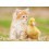 PUZZLE 500 PIEZAS AMIGOS ADORABLE GATO Y PATO