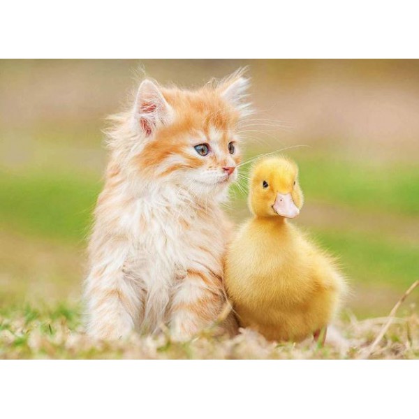 Imagem de pato y gato #114102666